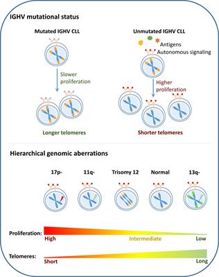 Telomere Dysfunction in Chronic Lymphocytic Leukemia